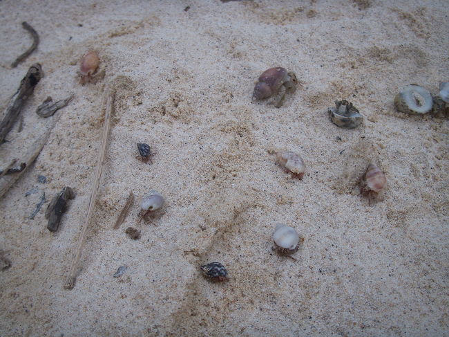 リザンシーパークホテル谷茶ベイ前のビーチは全面砂浜ですが、南側のリーフに行くと、やどかりやカニさんがいっぱいいます。