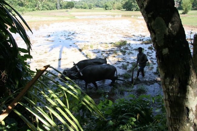 田舎の農村では、牛を使って水田を耕してました