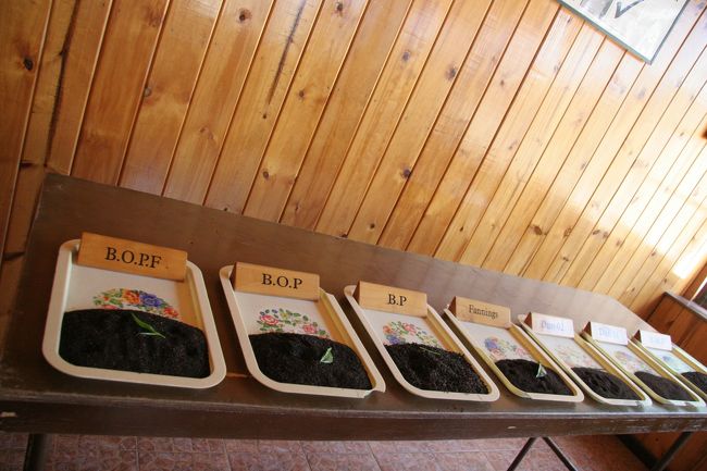 セイロンティー。ランク別に機械でより分けてました。