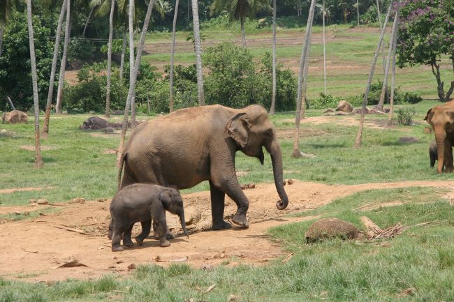小象がとっても小さくて可愛いです。
