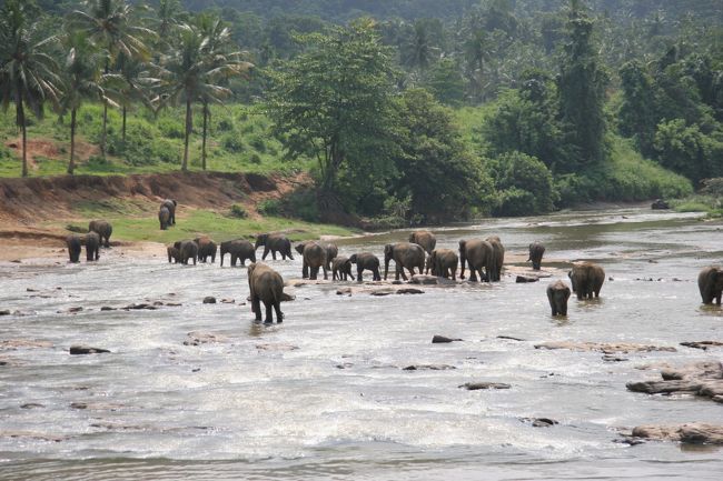 水浴び中の象さん。勝手に川を渡って向こう岸に遊びに行っちゃってる子もいます。