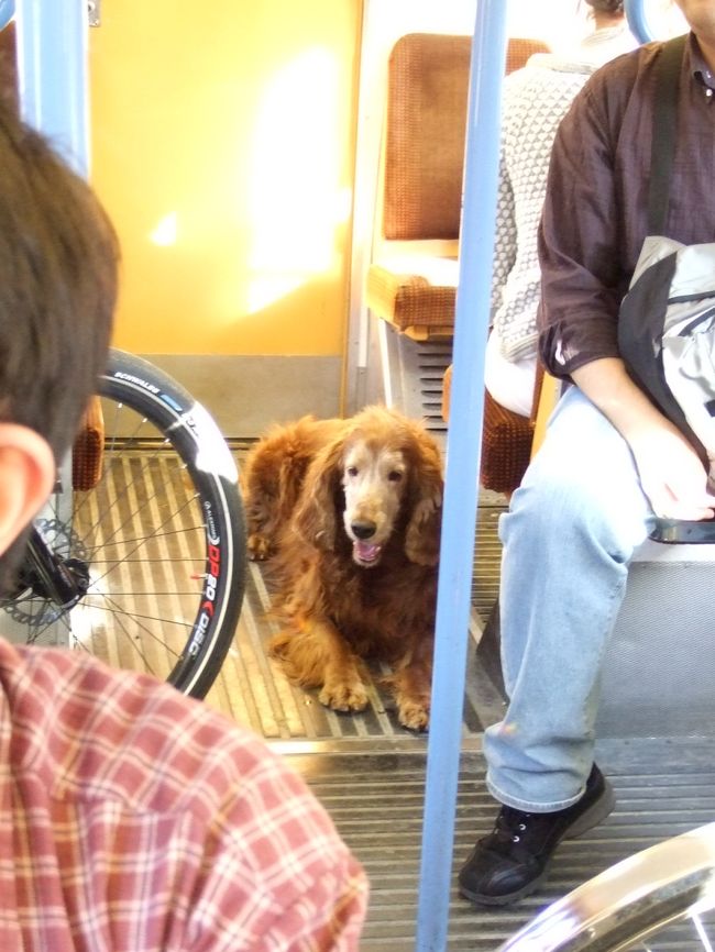 どうやら電車には、自転車や犬も乗せられるようです。<br />このわんこちゃん、とっても良い子、とってもカワイイ！