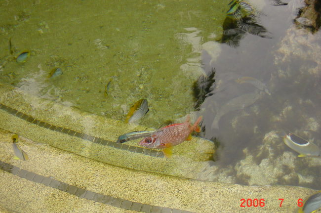 巨大池に熱帯魚が放たれていて<br />その中をシュノーケルをつけて泳いでいきます<br /><br />最初は深さが恐くて<br />「ヒェーヒェー」<br />と言っていましたが<br />進んでしまうと、恐さも吹き飛ぶキレイさ<br /><br />本当海の中みたいでした