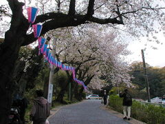駅の横のアーケード街を抜けて衣笠十字路を右に曲がって少し歩くと衣笠山へ向かう坂道の入口があります。
坂の途中からきれいな桜が咲いています。