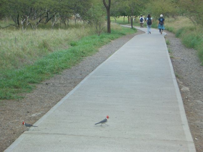 よく見かけた鳥さん