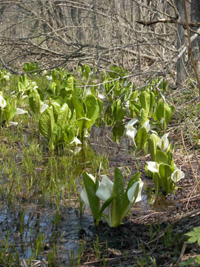 大沼の周りを車でぐるりと一周していたら、水芭蕉の群生地をみつけ、車を降りてみました。<br />なんだか大きい！