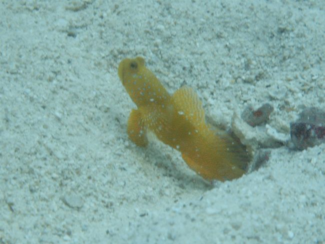 ２日間にかけて、ダイビング。