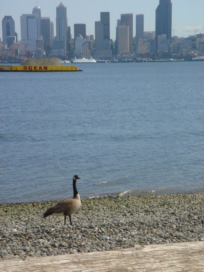 近くに遊びに来た鳥。