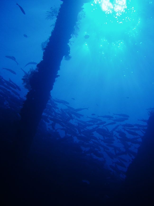 Tulambenといえば、沈船！<br /><br />そして、そこに集うギンガメアジの大群！