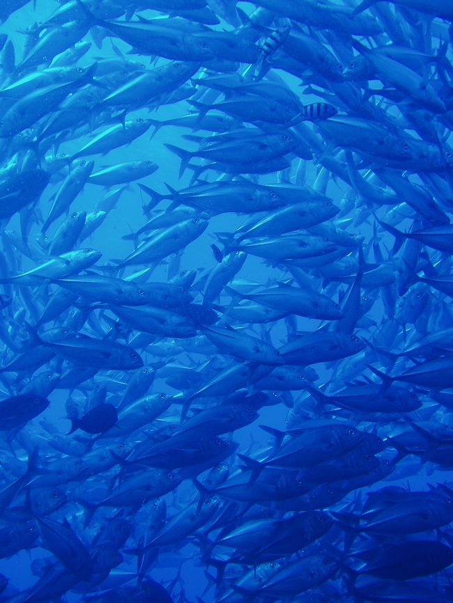 それにしても、すんごい群れ！