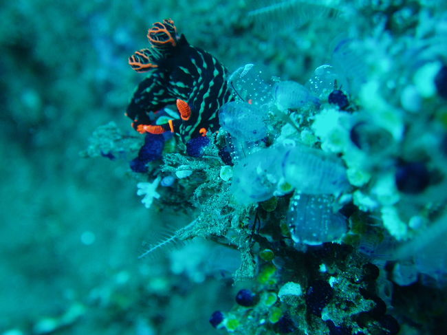 ただ、ギンガメアジだけでなく、下を見ればマクロ天国！<br /><br />写真は、アカフチリュウグウウミウシ。<br /><br />下は大瀬崎の湾内に似た、砂泥。<br /><br />ハゼがたくさん、エビがたくさん。<br />50本潜っても潜り足らなさそうなポイントですねー。