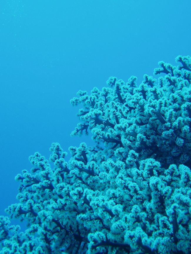 バリは、とにかくソフトコーラルがたくさん！