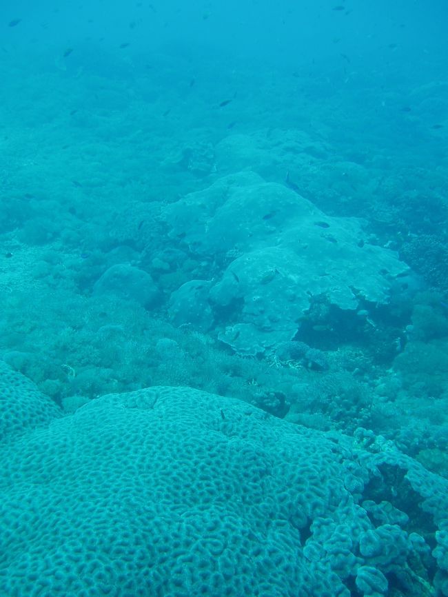 三日目は、Nusa Penidaでボートダイビング。<br /><br />ここは特にサンゴがすごかった！