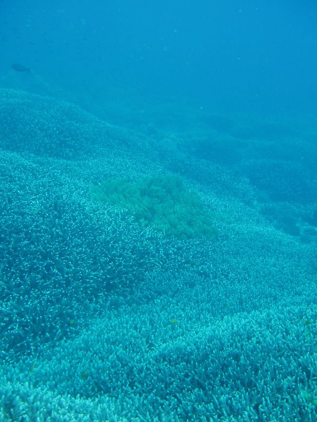 エダサンゴもすごい！<br /><br />ちなみに、この日はドリフトダイビング。<br /><br />延々と続くサンゴの景色が、目の前をずーっと流れていく様は圧巻！