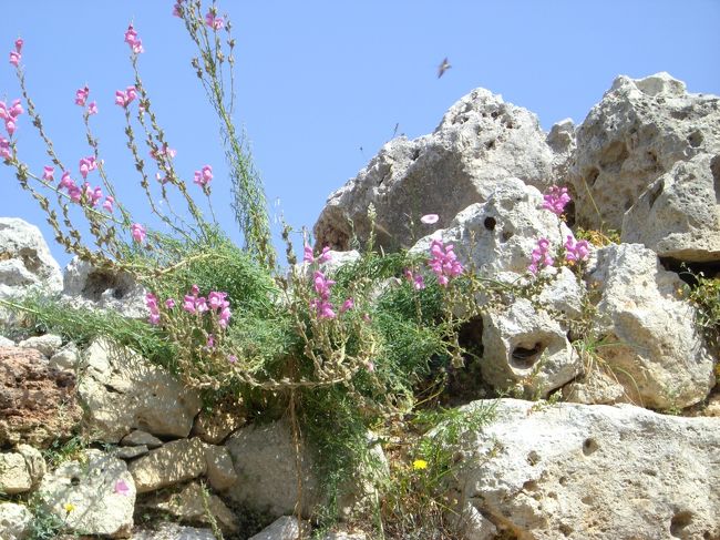 石造りの神殿見物。世界遺産とは言え、それほど過保護に守られているでもない。遺跡の石材と石材の間から、野草が美しい花を咲かせていました。<br />