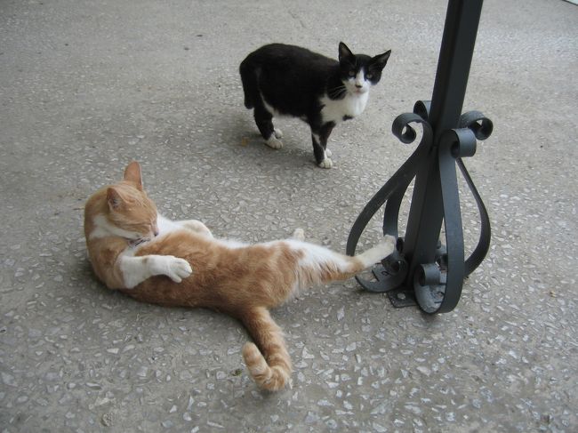 さすがは貴族の館に住まう猫。何となく優雅に見えます。気のせいかもしれませんが。<br />