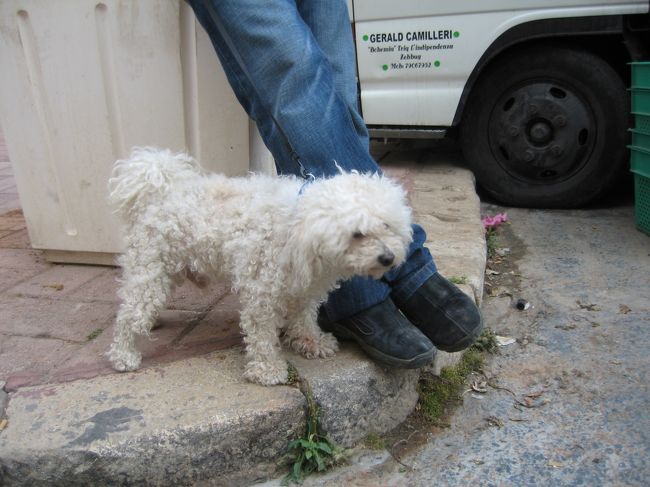 マルチーズ in マルタ