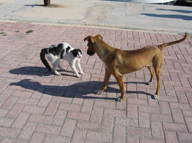 マルタにはネコが多いと伝えられますが、私たちの見た限り犬も同程度に多い。そして日本ではそれほど見かけなくなった「犬ｖｓネコ」の緊迫シーンもあちこちで見かけました。日本のペットほどには完璧に飼いならされておらず、辛うじての野性も保たれているからかしらん。とは言え、トムとジェリーじゃないけれど、「仲良く喧嘩」しているように微笑ましく見えたが。<br />