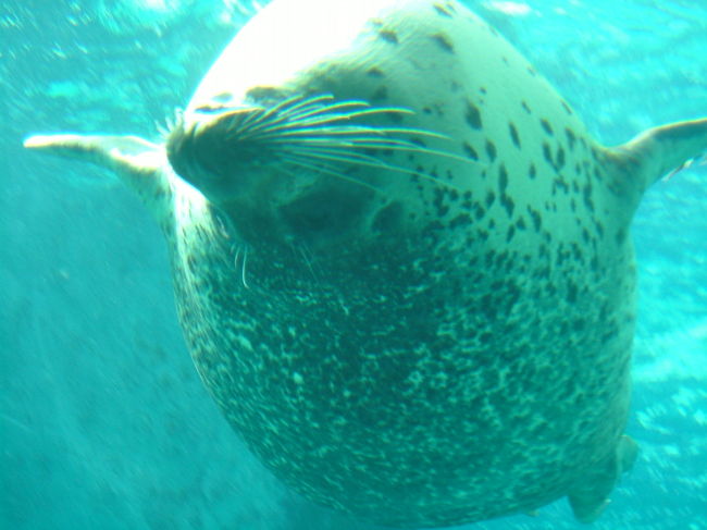 鳥羽水族館<br />アザラシ<br />パンダイルカやラッコなど水中を活発に動く動物は、写真を撮るのが難しい。<br />そんなことはおかまいなしに、彼ら・彼女らは元気に動き回っていた。