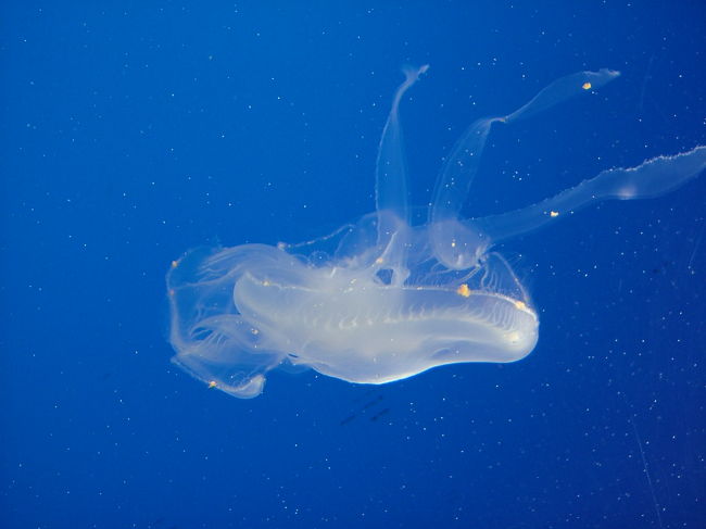 クラゲ<br />泳ぐ姿は癒し系？