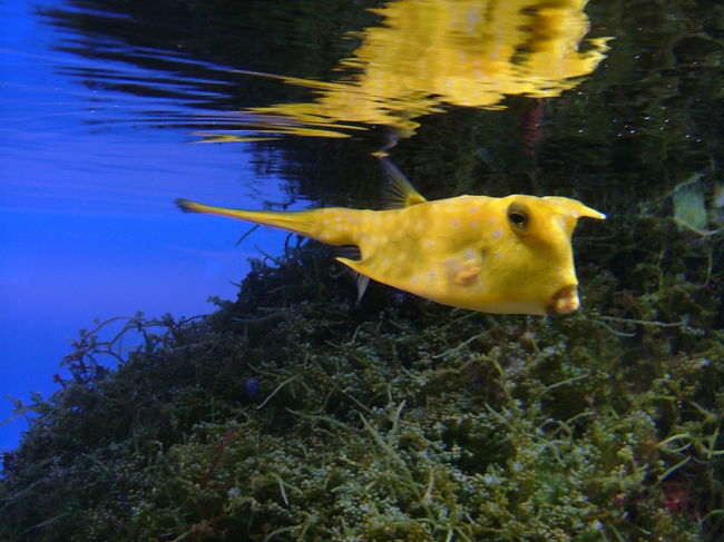 フグ<br />なんだかボーとしている様子。<br />何を考えているのかな。