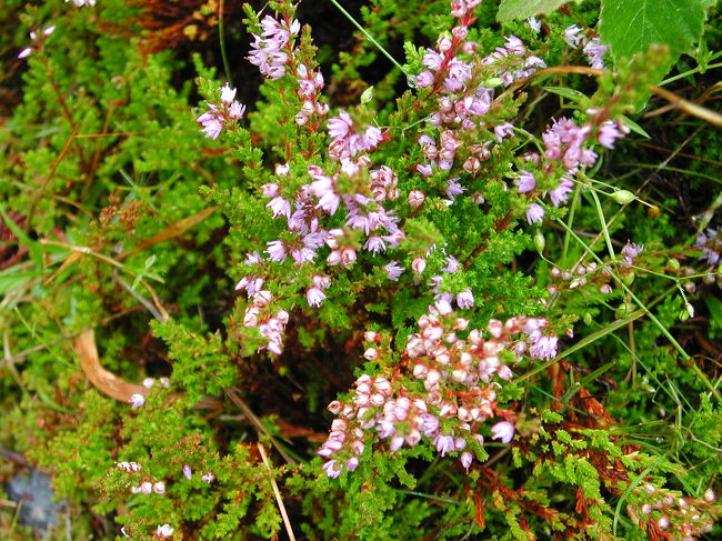 高山植物のように愛らしい花々