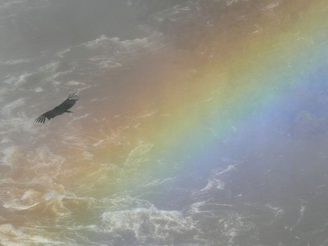 虹の中を鳶（？）が飛ぶ。<br />