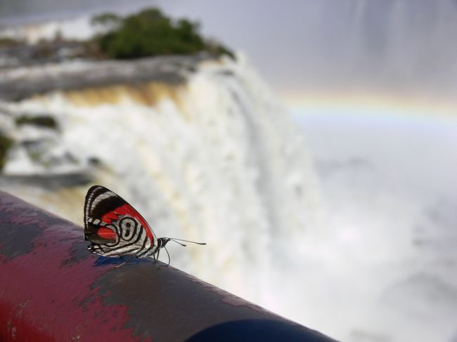 チョウと滝。<br /><br />体にも吸い寄せらるように寄ってきます。<br /><br />腕に乗ったところを撮ろうとするも、僕の大きいカメラにビビってか、どこかへ行ってしまいました。<br /><br />手すりで休憩中を激写。