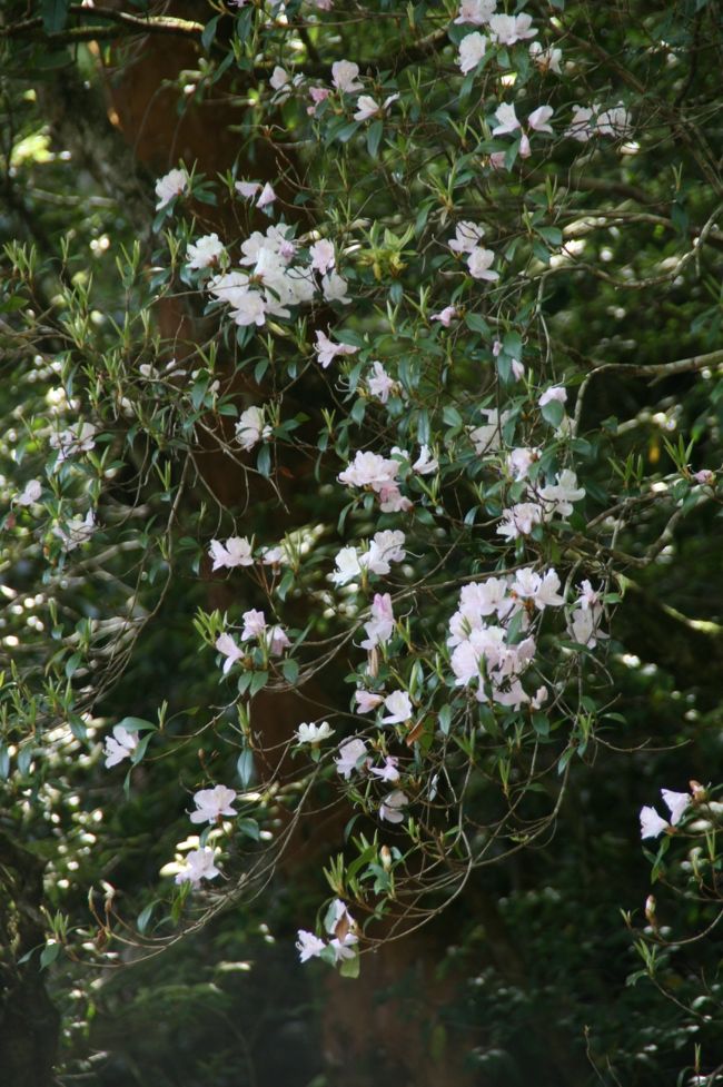白谷雲水峡。<br />ゆっくり写真を撮りながら歩きました。