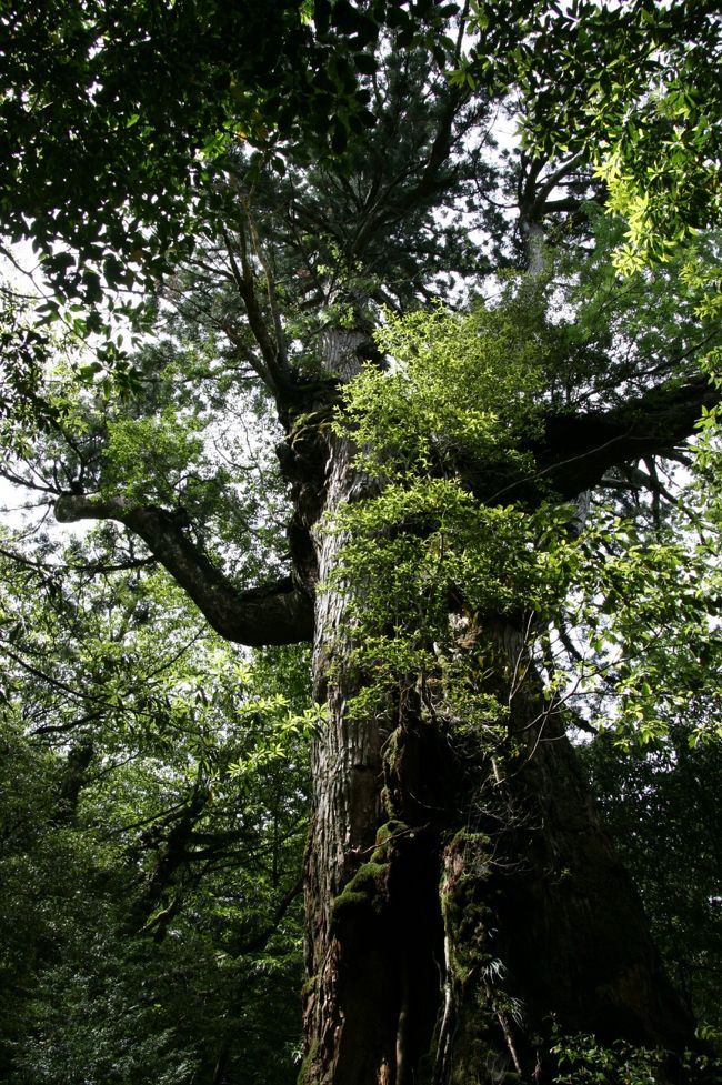 大きな杉の木。<br />写真はこの木の大きさが伝わらないのが残念(T_T)