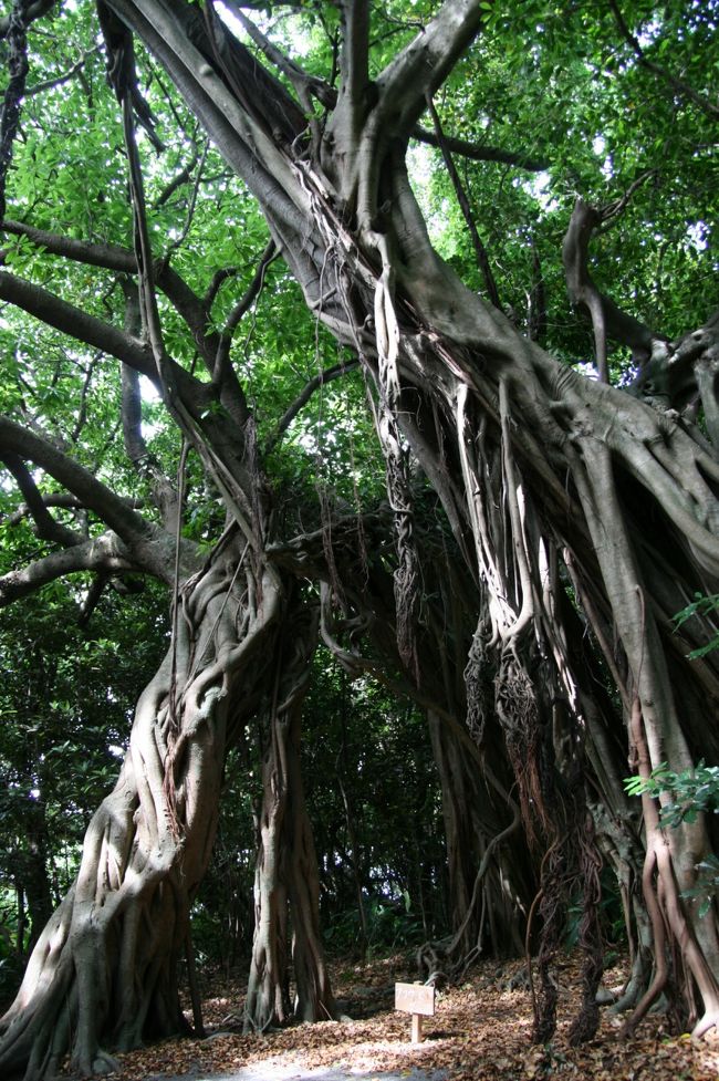 予定より早く戻ってこれたので島１周！<br />ガジュマル園によってガジュマル君の写真を１枚パチッ。