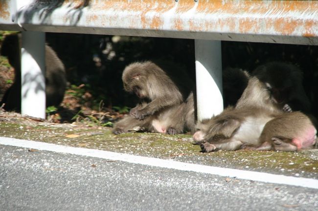 西部林道でヤクザル君達に会いました。