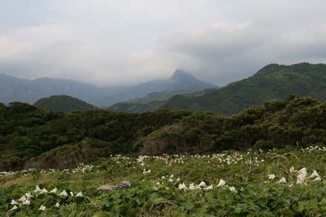 栗生海岸ではテッポウユリがたくさん咲いていました。<br />ちょっと枯れかけてたけど^_^;