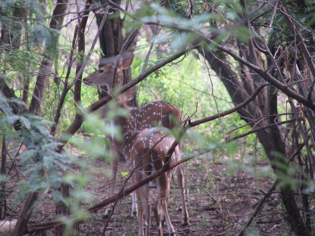 大学構内に棲んでいる野生の鹿！