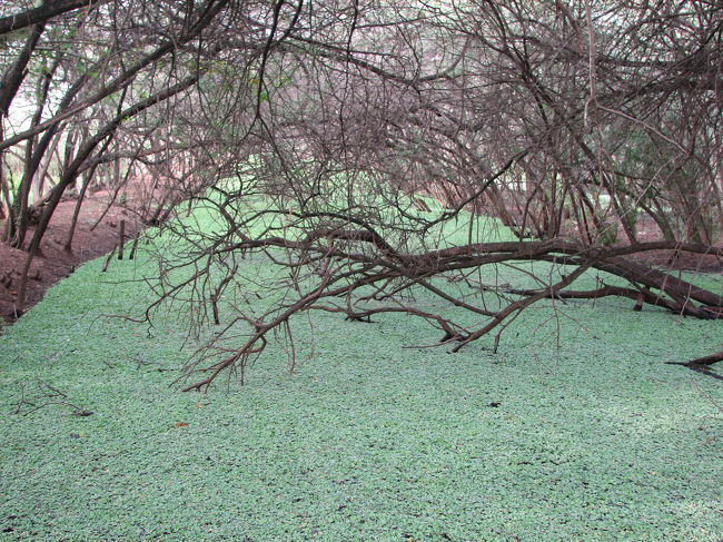 大学構内の湿地〜池。とにかくこれも広い！