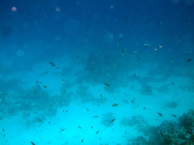 中に入ると沢山の魚が泳いでいる。しかも近寄っても逃げない！