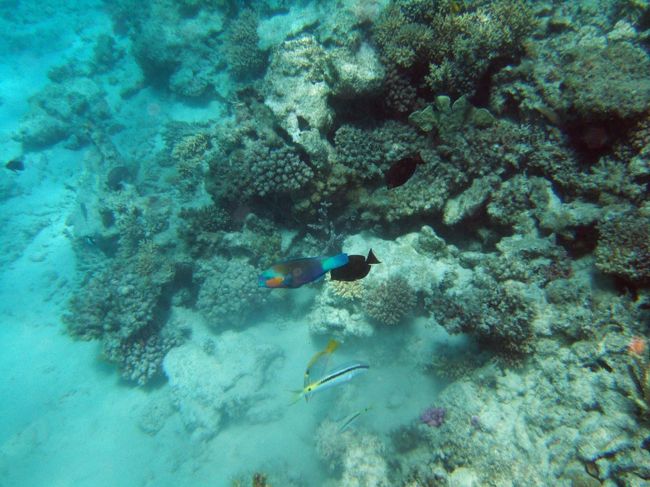 普段見ることの無い魚の生活？を見れるのは面白い。<br />種類に関係なく仲良く泳いでいました。