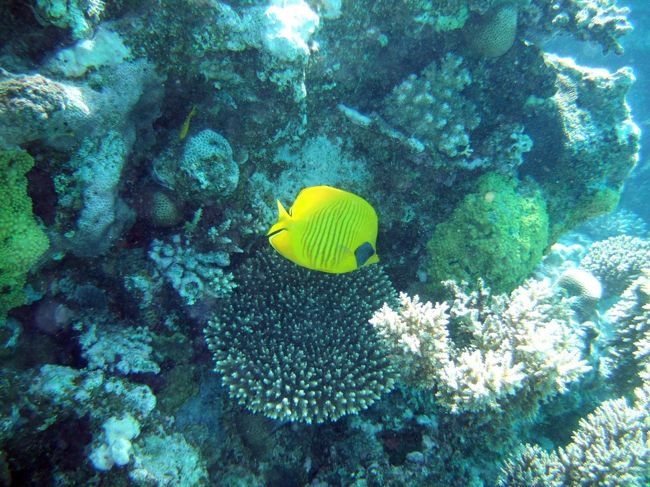 こんな熱帯魚みたいな魚も沢山いました。<br />こんな魚、水族館か熱帯魚屋さんでしか見たこと無いよ。