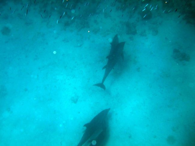 船に戻る途中、ふと水中を見るとイルカの群れが！！潜ってる時に見たかったなぁ〜。