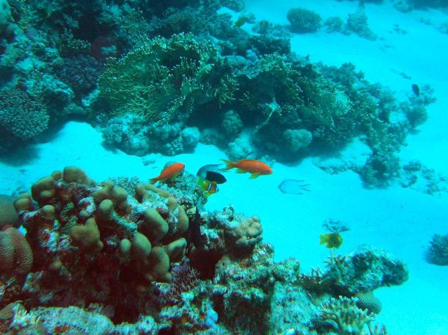 そして本日2本目のダイブ。<br />でも、さっきより魚が少ないような・・・<br />