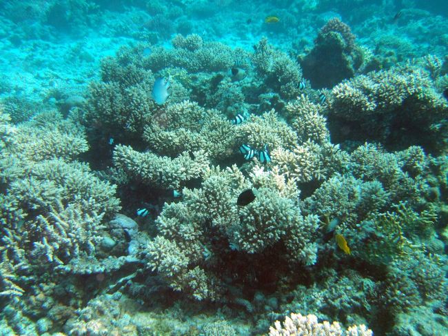 今の時期、紅海の視界は15m程であまり状態は良くないらしい・・・5月くらいなら視界が40mになり、本当に綺麗なんだそうです。<br />