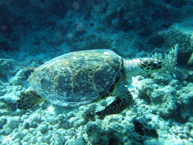 秋葉さんに連れられふわふわと海の中を漂う。ふと横を見ると海がめが！<br />普段潜っている人にとっては大した事では無いのかもしれませんが、かなり嬉しかったです。