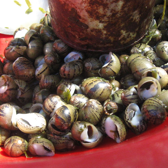 これ！<br /><br />シットウェーからミャウーへの船でも、途中で売りにきていた、タニシに似た貝。<br />みんな旨そうに食べてた。<br /><br />淡水貝は寄生虫が怖いので、遠慮してきたんだけど、我慢の限界。