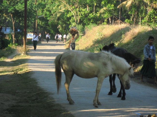 翌朝。<br /><br />Royal City Guesthouseは居心地が良くて、オーナーはとても信頼できる人なんだけど、一ヶ所に留まるのが苦手なので、新たな宿探し。<br /><br />代理店経由がない場所での宿探しの基本は、?午前中、?徒歩(紹介なし)、?手ぶら。<br /><br />ロンプラに載っている(ミャウーの同系ゲストハウスで薦められる)Prince Hotelは桟橋からは遠いけど、環境はよく、人もよい。でも値引きは不可。<br /><br />結局、市場から北の橋を越えてしばらく行った先の貯水池の左側にあるGolden Star Guest Houseに泊まることにして、Royal Cityをチェックアウトする。<br /><br />写真はKan Hla Lake(英語表記:実際はReservoir)のすぐ手前。