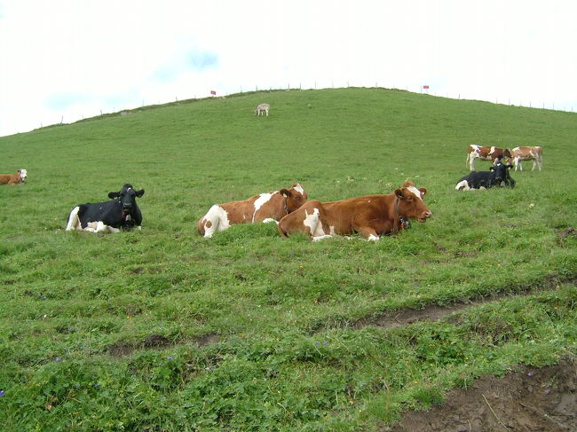 この辺りもやはり、牛がいます。