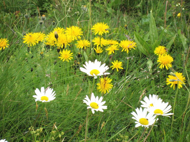 ハイキングコースで、たくさんの花が咲いていました。<br />いくつか紹介したいと思います。