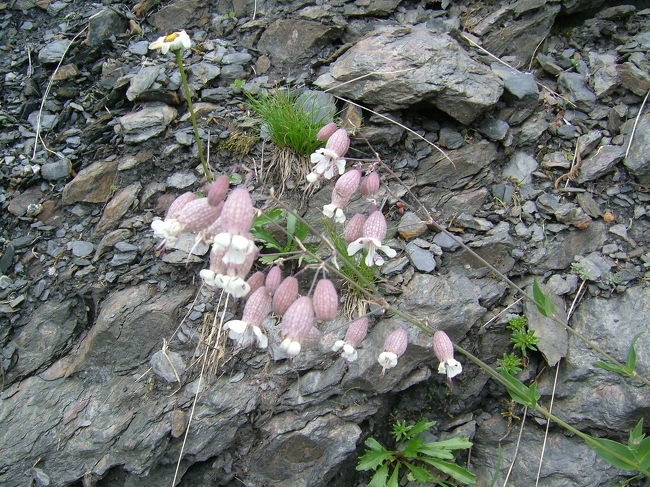 ＜シレネ・ブルガリス（ナデシコ科）＞<br />日本ではマンテマと呼ばれる花の仲間。<br />スイスではポピュラーな花だそうです。<br />花期：6〜9月