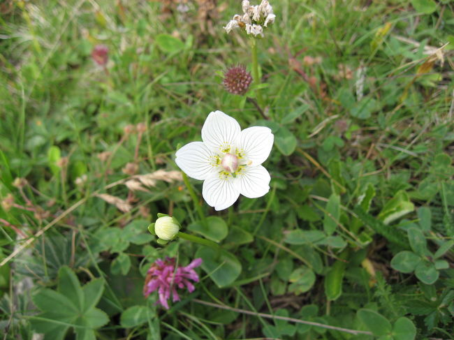 ＜パルナシア・パルストゥリス（ユキノシタ科）＞<br />日本のウメバチソウ。<br />花期：7〜9月