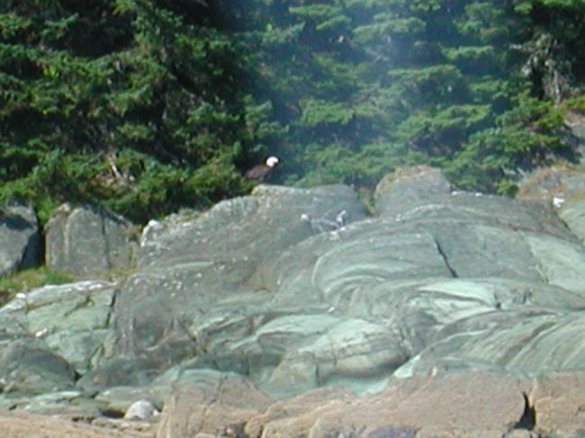 野生の白頭ワシ<br />