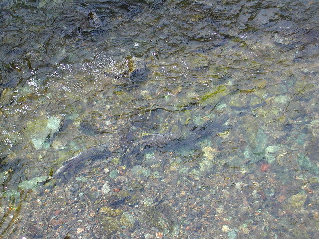 遡上する鮭<br />